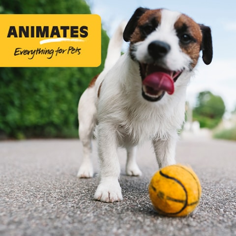 bcg2 wins Animates pitch